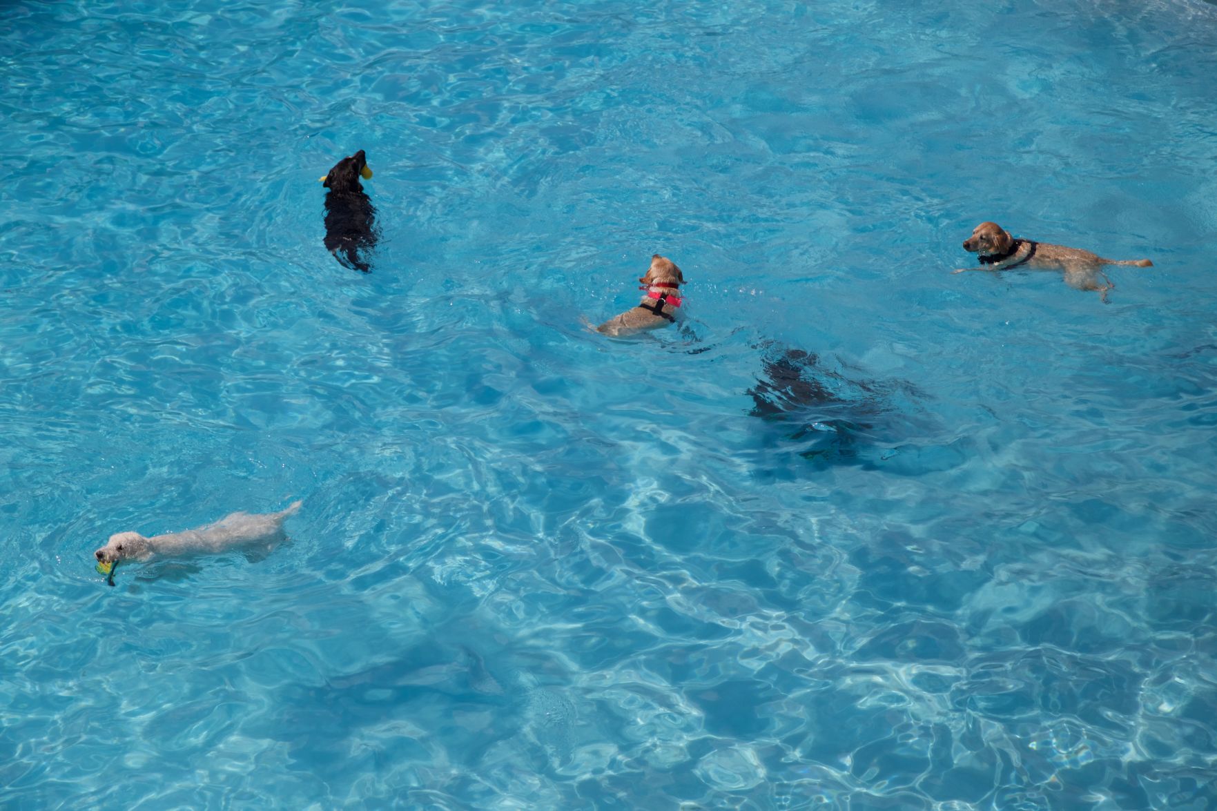 Ephrata Doggie Swim